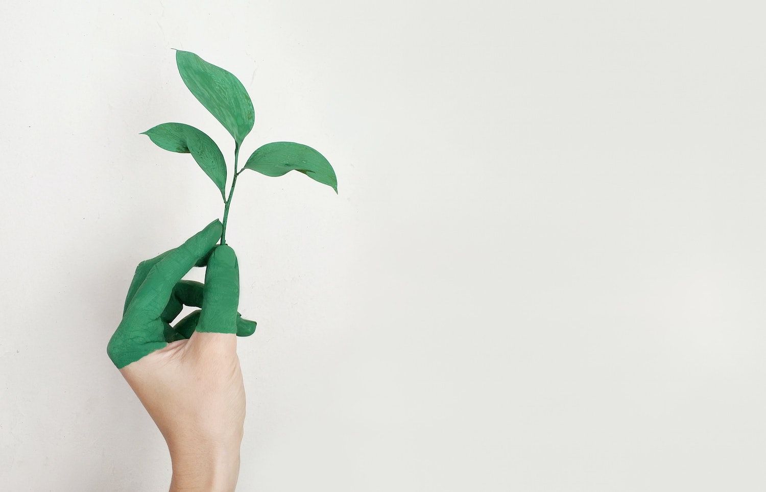 hand holding a plant