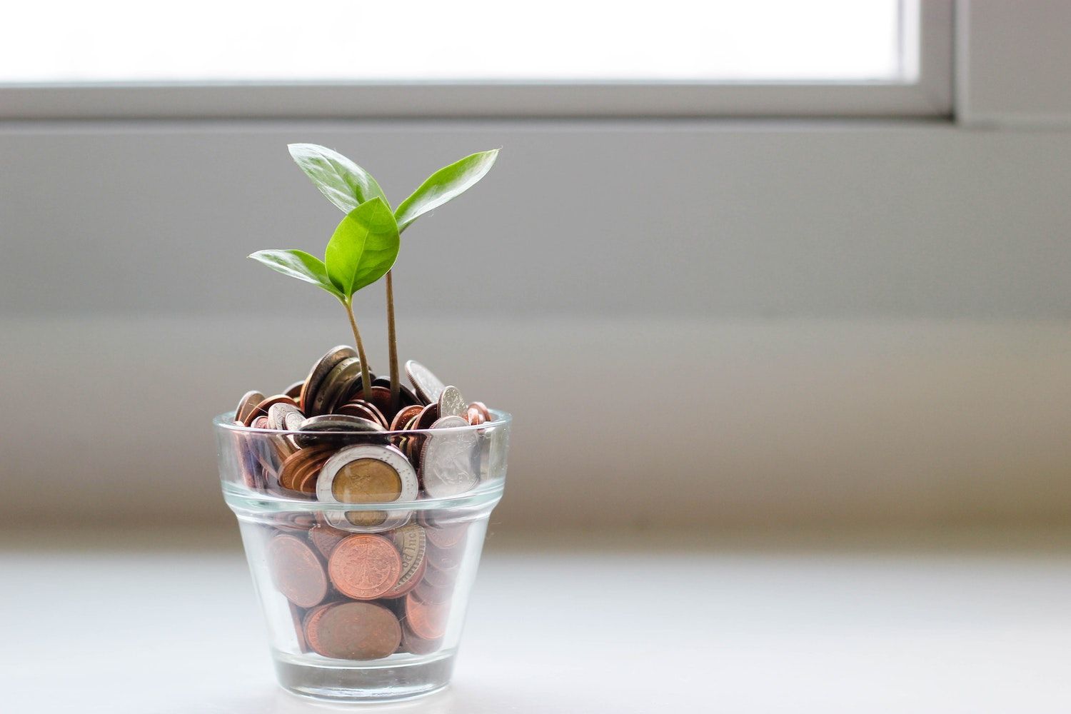 Plant growing from a pot of money